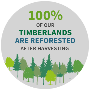 收获后，我们100％的森林地在收获后重新造林