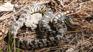 路易斯安那州Pinesnake.