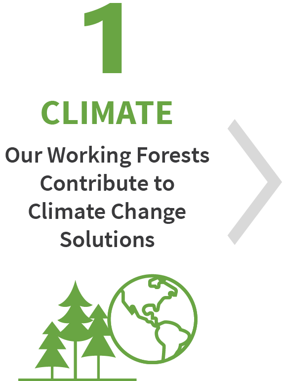 气候：我们的工作林有助于气候变化解决方案